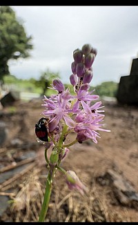 トラノオにてんとう虫